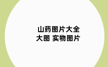 山药图片大全大图 实物图片